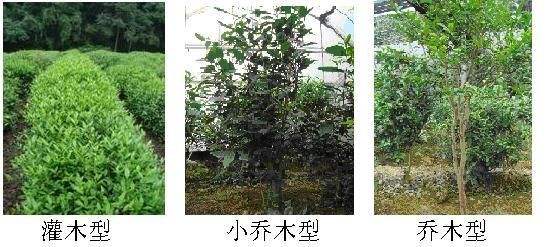 现代茶园仍属乔木型大叶种茶,但为方便采摘,采取不断限制顶端优势